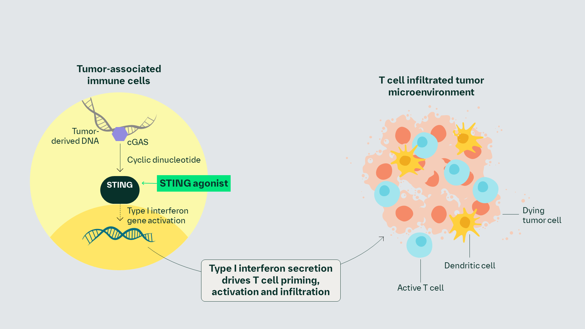 STING agonist (BI 1703880) mechanism of action