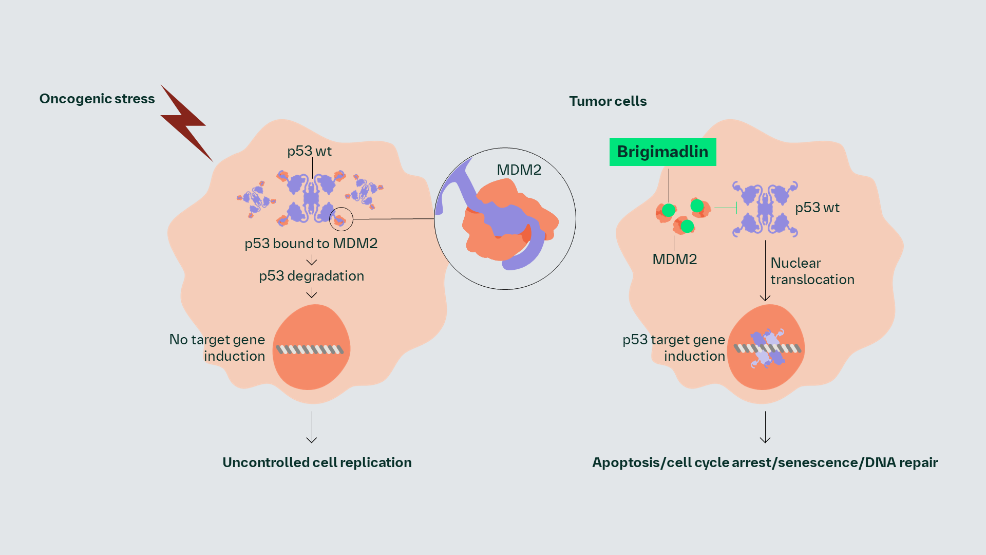 MDM2-p53 antagonist mechanism of action