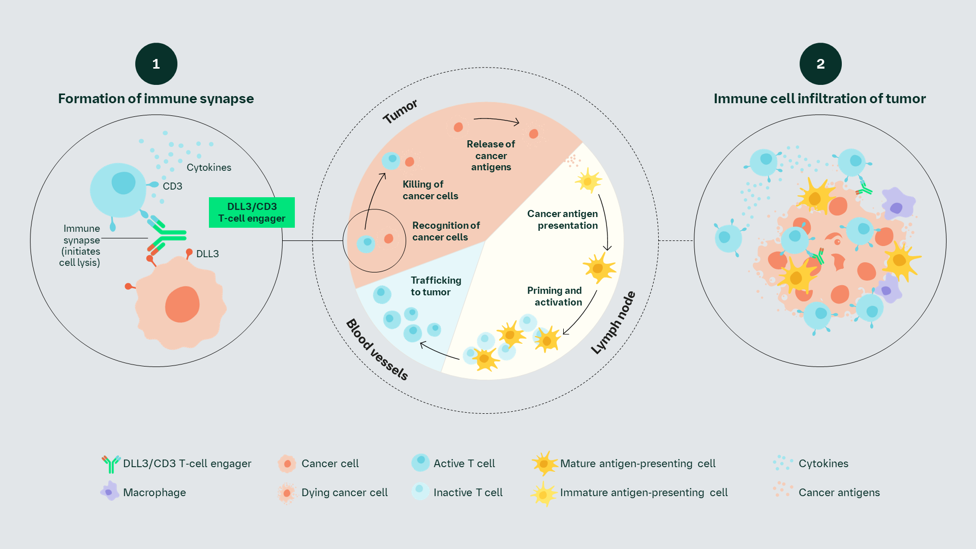 T-cell engager mechanism of action