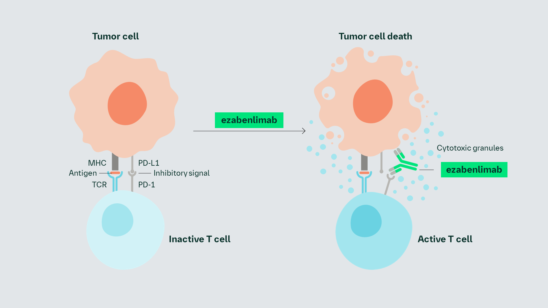 Mechanism of action involving immune checkpoint inhibition