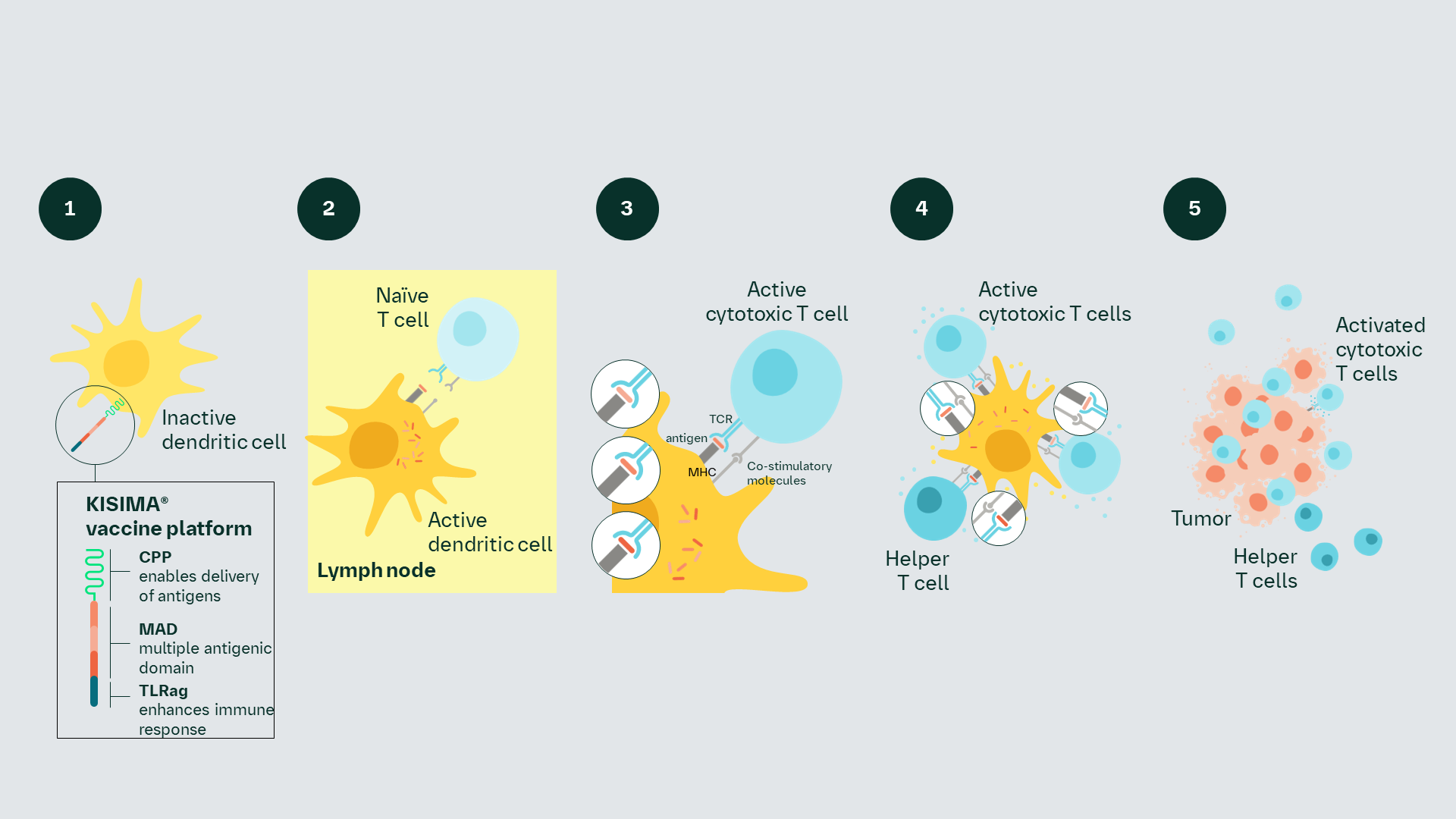 KISIMA cancer vaccine (ATP128/VSV-GP128) mechanism of action