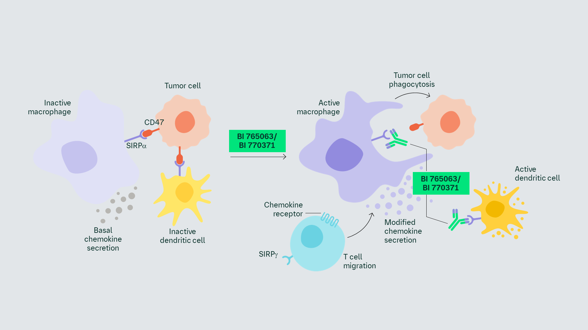 SIRPα antagonist mechanism of action