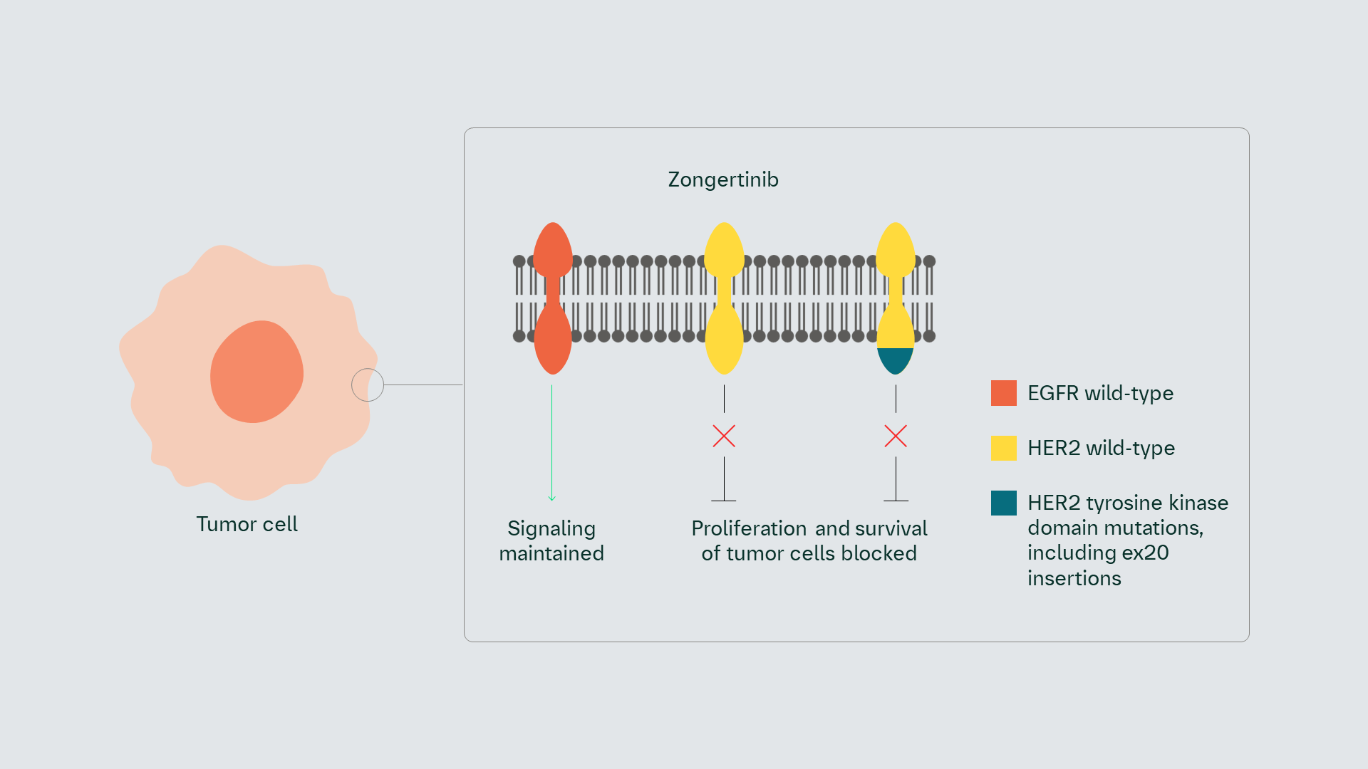 Zongertinib mechanism of action