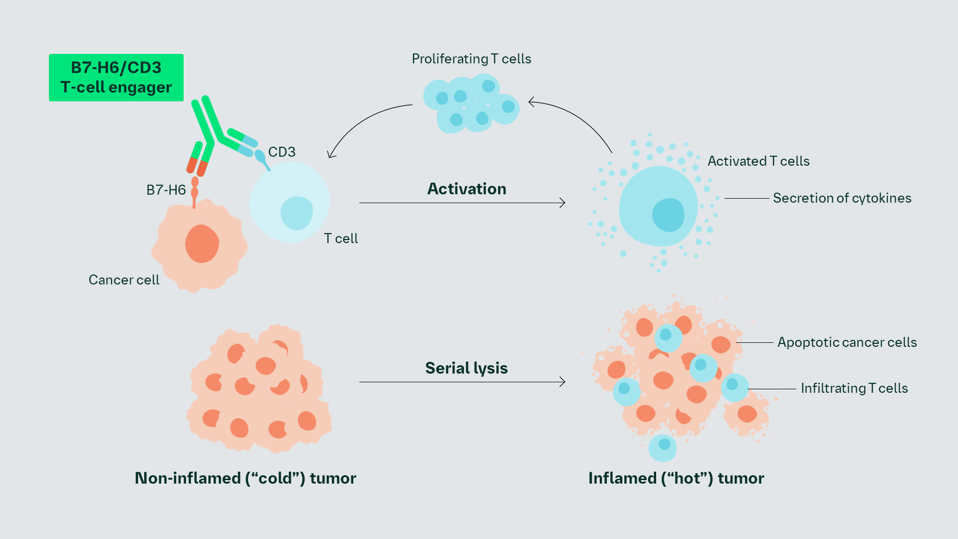 b7-h6-cd3 moa